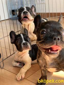 A KALİTE FRENCH BULLDOG YAVRULAR 4