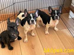 A KALİTE FRENCH BULLDOG YAVRULAR 1