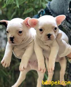A KALİTE FRENCH BULLDOG YAVRULARIMIZ 3