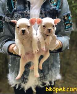 A KALİTE FRENCH BULLDOG YAVRULARIMIZ 1