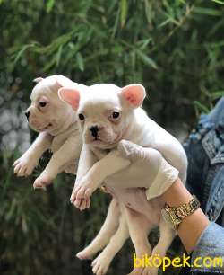 A KALİTE FRENCH BULLDOG YAVRULARIMIZ 2
