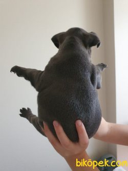 A Kalite French Bulldoglarımız 2