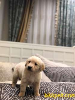 A KALİTE GOLDEN RETRİEVER YAVRULAR 3