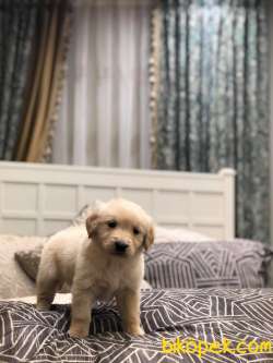 A KALİTE GOLDEN RETRİEVER YAVRULAR 1
