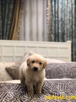 A KALİTE GOLDEN RETRİEVER YAVRULAR 5