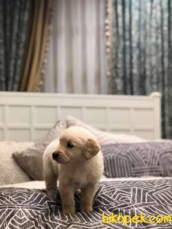A KALİTE GOLDEN RETRİEVER YAVRULAR 4