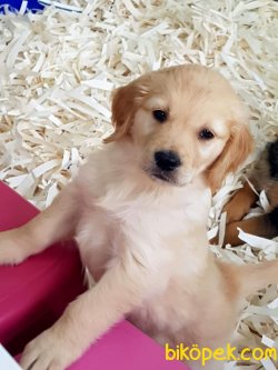 A KALITE GOLDEN RETRIEVER YAVRULARI 2