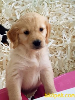 A KALITE GOLDEN RETRIEVER YAVRULARI 1