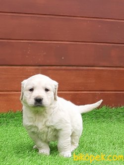 A KALITE GOLDEN RETRIEVER YAVRULARI 2
