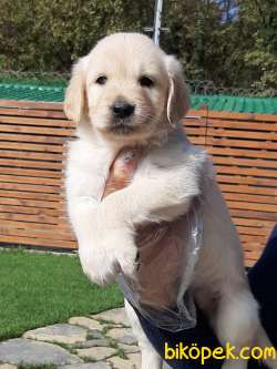A KALITE GOLDEN RETRIEVER YAVRULARI 5