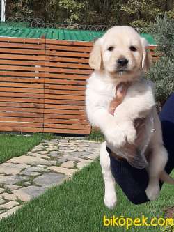 A KALITE GOLDEN RETRIEVER YAVRULARI 2