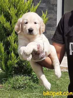 A KALITE GOLDEN RETRIEVER YAVRULARI 1