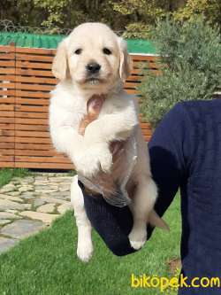 A KALITE GOLDEN RETRIEVER YAVRULARI 3