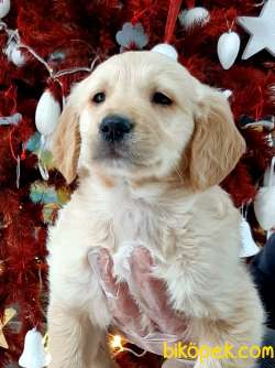 A KALİTE GOLDEN RETRİEVER YAVRULARI 4
