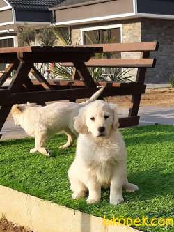 A KALİTE GOLDEN RETRİEVER YAVRULARI 1