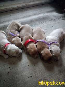 A KALİTE GOLDEN RETRIEVER YAVRULARI 4