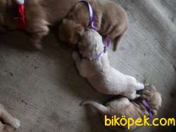 A KALİTE GOLDEN RETRIEVER YAVRULARI 5