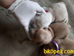 A KALİTE GOLDEN RETRIEVER YAVRULARI 2