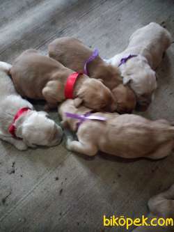 A KALİTE GOLDEN RETRIEVER YAVRULARI 3