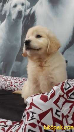 A Kalıte GOLDEN RETRIEVER YAVRULARI Ciftlikten 5