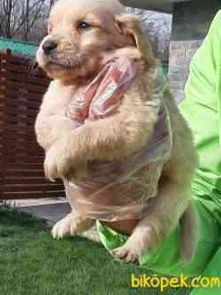 A KALİTE GOLDEN RETRIEVER YAVRULARI 2