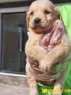 A KALİTE GOLDEN RETRIEVER YAVRULARI 5