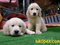A Kalıte Golden Retriver Yavruları 1