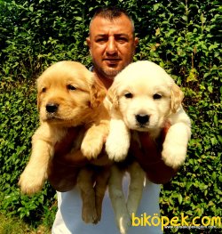 A KALİTE Golden YAVRULARI