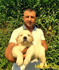 A KALİTE Golden YAVRULARI 2