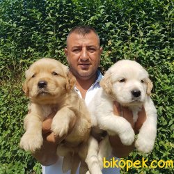 A KALİTE Golden YAVRULARI 3