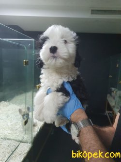 A Kalite Havanese Bebeklerimiz 3