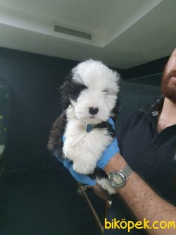 A Kalite Havanese Bebeklerimiz 1