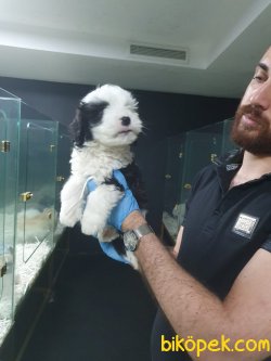 A Kalite Havanese Bebeklerimiz 2