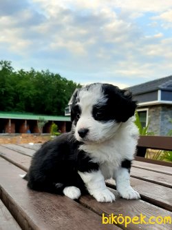 A Kalite Havanese Yavrulari 5