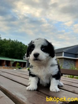 A Kalite Havanese Yavrulari 4