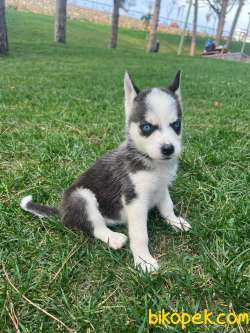 A Kalite Husky Mavi Gözlü Sibirya Kurdu