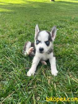 A Kalite Husky Mavi Gözlü Sibirya Kurdu 3