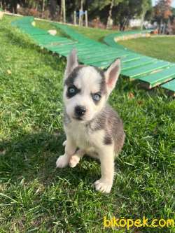 A Kalite Husky Mavi Gözlü Sibirya Kurdu 2