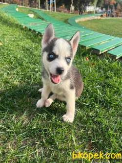 A Kalite Husky Mavi Gözlü Sibirya Kurdu 4