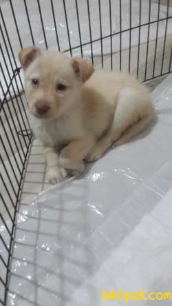 A Kalite HUSKY Özel Renk 1
