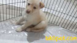 A Kalite HUSKY Özel Renk 3