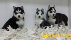 A Kalite Husky Sıbırya Kurdu Yavruları 5