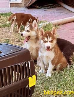 A Kalite Husky (Sibirya Kurdu) Yavrularım 3