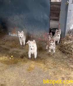 A Kalite Husky (Sibirya Kurdu) Yavrularım 2