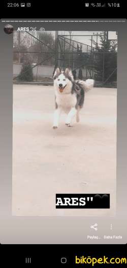 A Kalite Husky Yavrusu 7 Aylık 2