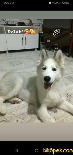 A Kalite Husky Yavrusu 7 Aylık 5