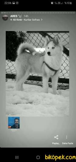A Kalite Husky Yavrusu 7 Aylık 3