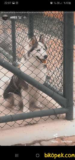 A Kalite Husky Yavrusu 7 Aylık 1