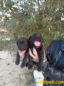 A Kalite Irk Ve Sağlık Garantili Cane Corso Yavrular 4