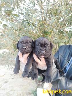 A Kalite Irk Ve Sağlık Garantili Cane Corso Yavrular 5